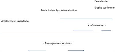 Amelogenesis Imperfecta Enamel Changes, Amelogenin, and Dental Caries Susceptibility